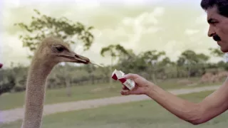 Záťah na Escobarove hrochy