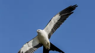 Florida - ohrozený raj zvierat