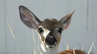 Florida - ohrozený raj zvierat