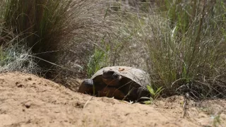 Florida - ohrozený raj zvierat
