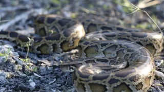 Florida - ohrozený raj zvierat