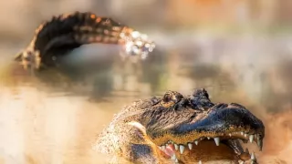 Florida - ohrozený raj zvierat