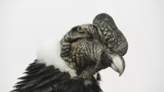 Zázračná planéta: Posledné raje na Zemi - Patagónia