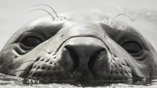 Zázračná planéta: Posledné raje na Zemi - Patagónia