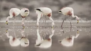 Zázračná planéta: Posledné raje na Zemi - Patagónia