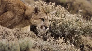 Zázračná planéta: Posledné raje na Zemi - Patagónia