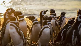 Zázračná planéta: Posledné raje na Zemi - Patagónia