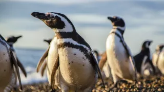 Zázračná planéta: Posledné raje na Zemi - Patagónia