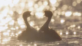 Zázračná planéta: Posledné raje na Zemi - Patagónia