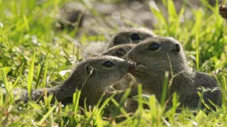 Sysel Puko a jeho rodina