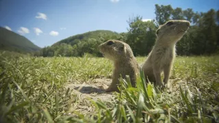 Sysel Puko a jeho rodina