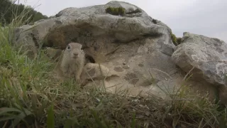 Sysel Puko a jeho rodina