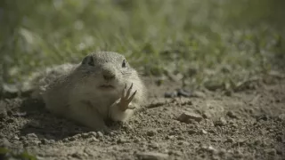 Sysel Puko a jeho rodina