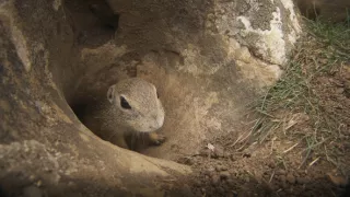 Sysel Puko a jeho rodina