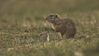 Sysel Puko a jeho rodina