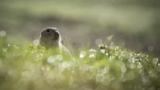 Sysel Puko a jeho rodina