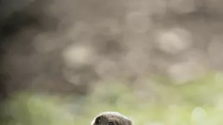 Sysel Puko a jeho rodina