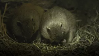 Sysel Puko a jeho rodina