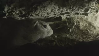 Sysel Puko a jeho rodina