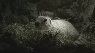 Sysel Puko a jeho rodina