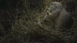 Sysel Puko a jeho rodina