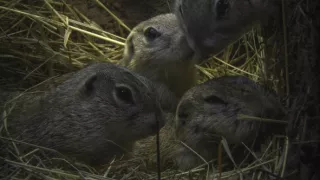 Sysel Puko a jeho rodina