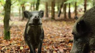 Úžasné ošípané