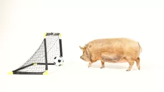 Úžasné ošípané