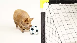 Úžasné ošípané