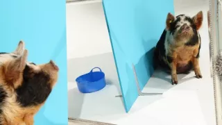 Úžasné ošípané