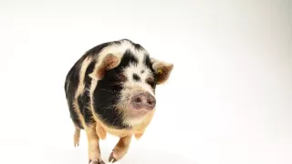 Úžasné ošípané