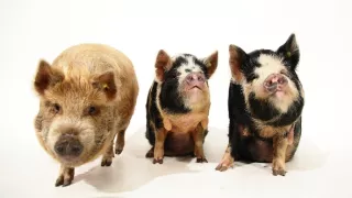 Úžasné ošípané