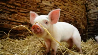 Úžasné ošípané