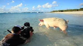 Úžasné ošípané