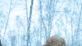 Úžasné ošípané