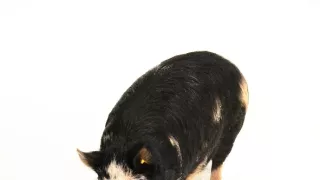 Úžasné ošípané