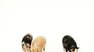 Úžasné ošípané