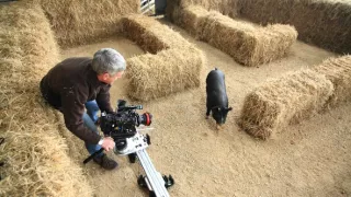 Úžasné ošípané