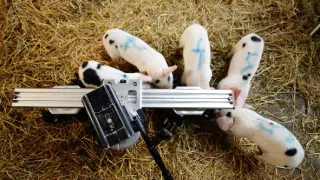 Úžasné ošípané