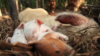 Úžasné ošípané