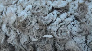 Úžasné ošípané