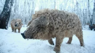 Úžasné ošípané