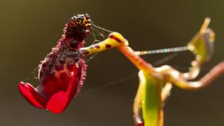 Zázračná planéta: Zelená planéta (3/5)