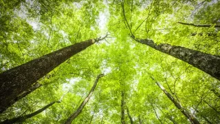 Zázračná planéta: Zelená planéta (3/5)