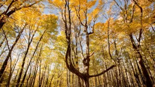 Zázračná planéta: Zelená planéta (3/5)