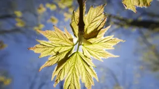 Zázračná planéta: Zelená planéta (3/5)