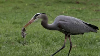 Planeta Kalifornie (2/2)