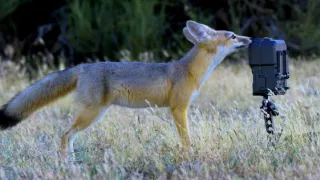 Planeta Kalifornie (2/2)