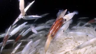 Planeta Kalifornie (2/2)