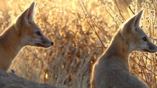 Planeta Kalifornie (2/2)